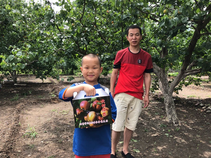 2019年门头沟区旅游文化节：清爽游斋堂亲子采红杏 斋堂红杏采摘节开启