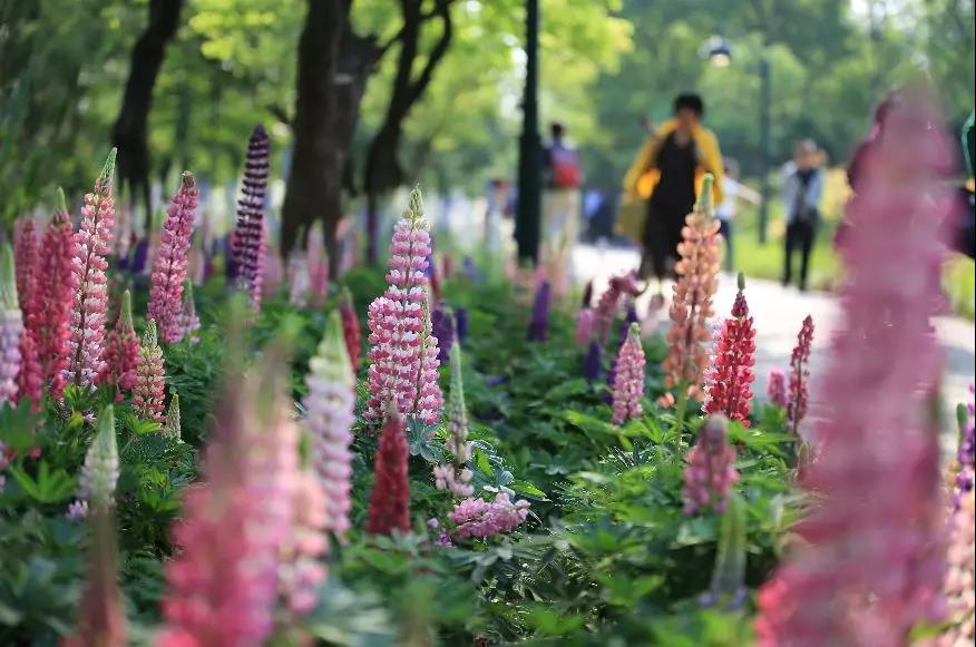 2019西溪花朝节盛妆启幕啦~最全花朝攻略